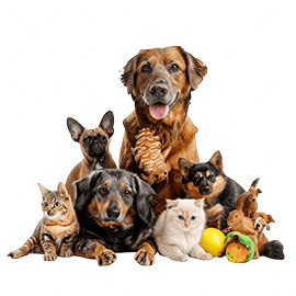 Pet Supplies